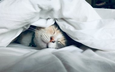 Sleep – The Productivity Trick Business Keeps Missing